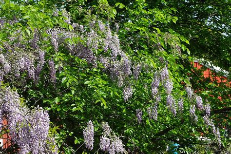 It quickly became popular and the first plants were introduced into the u.s.a. Texas Purple Japanese Wisteria | Flickr - Photo Sharing!