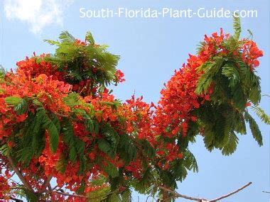 Southern magnolia is a magnificent tree with a name that is somewhat misleading. Royal Poinciana Tree