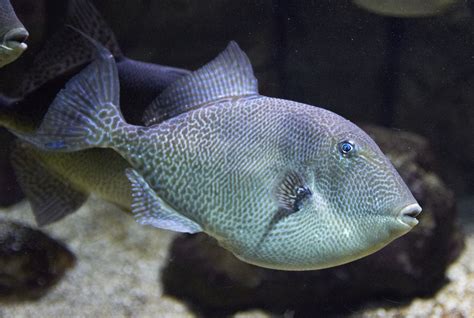 Balistes Capriscus Gray Triggerfish Sighted Marco Island Florida