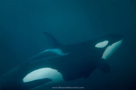 The Full Guide To Swimming With Orcas In Norway This World Traveled
