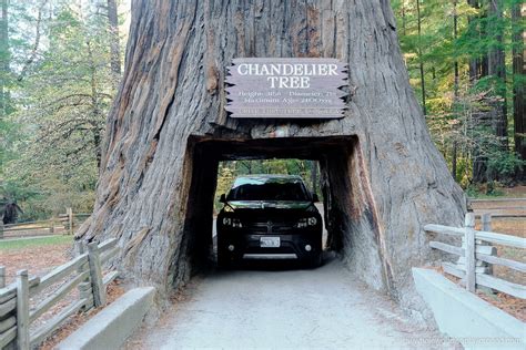 3 Incredible Drive Through Redwood Trees in California! | The Whole ...