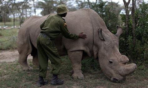 Down To The Last Three Can Science Save Northern White Rhino From