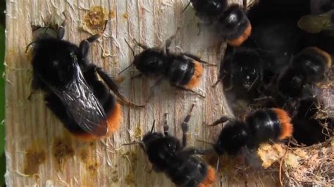 According to a survey, about 25% of members had gone on a date with somebody they met on the app. Red tailed Bumblebees Nest - YouTube