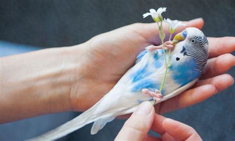 Why Is Budgie Poop Toxic Essential Information From Care Of Birds