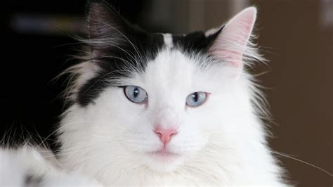 Norwegian Forest Cat Price Personality Lifespan