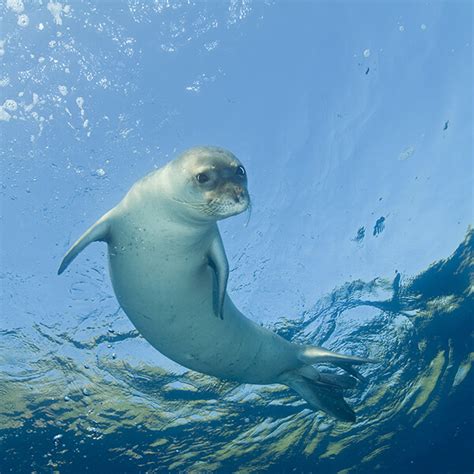 Mediterranean Monk Seal Marine Mammal Commission