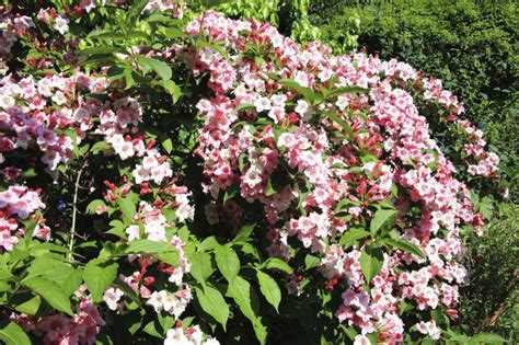 Maybe you would like to learn more about one of these? How to Prune Weigela | eHow