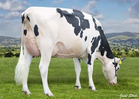 How Much Milk Does A Holstein Cow Produce A Day Abs Global Uk