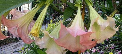 Brugmansia The Basics And How To Grow Them Daves Garden