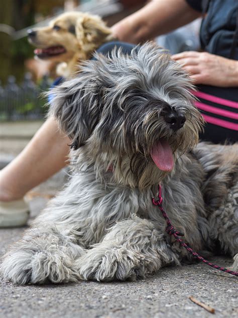 The name refers to the northern italian city of bologna.it is part of the toy dog group and is considered a companion dog. Valle Brembana • 31° Raduno Cane Pastore Bergamasco ...