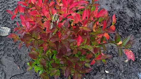 Cuttings need about four weeks to root, and do so readily, with or without rooting hormone treatment. #TreeTipTuesday - Itea virginica 'Little Henry' - YouTube