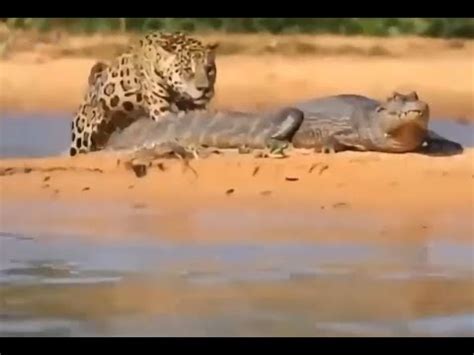 Who won this fight for the title of king of the jungle? tiger vs Crocodile & lion vs Snake & Eagle vs Snake - YouTube