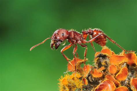 Do Ants Bury Their Dead New Scientist