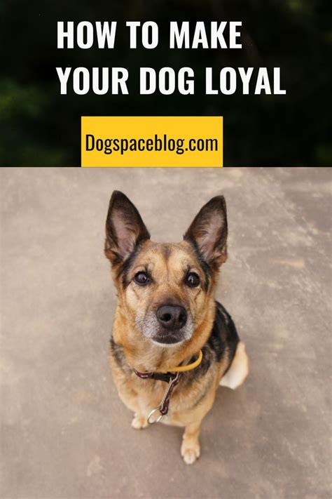 How To Make Your Dog Loyal Dogspaceblog In 2023 House Training Dogs