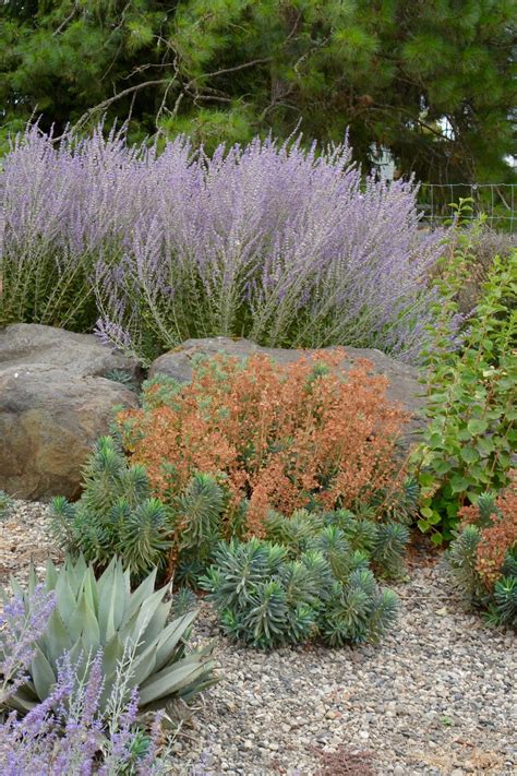 These Drought Tolerant Plants Thrive In Oregon The Pecks Oregonlive