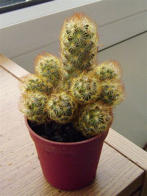 21 Images Pot Mini Kaktus Trend Masa Kini