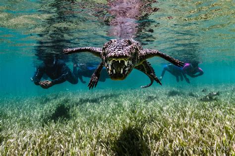 Diving With Crocodiles — Coral Key Scuba And Travel Denver