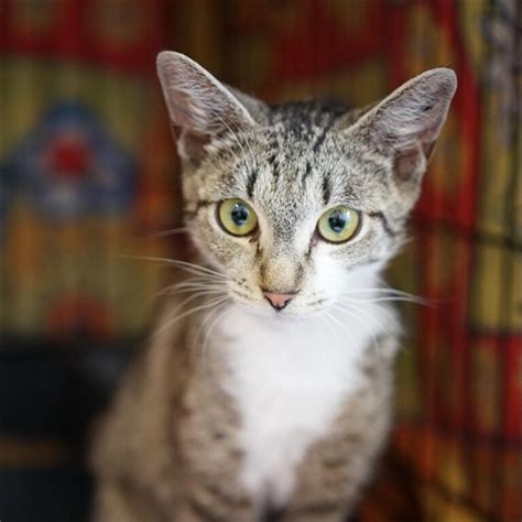 While the sphynx's hairlessness is a recessive gene, it's a dominant gene in the donskoy. Australia's top dog and cat breeds revealed | Sunshine ...