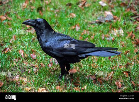 Common Raven Northern Raven Corvus Corax Walking On The Ground In