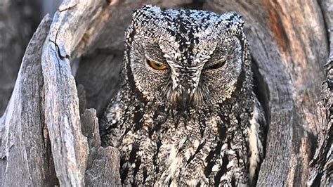 25 Animals That Use Camouflage To Potentially Fool You - YouTube
