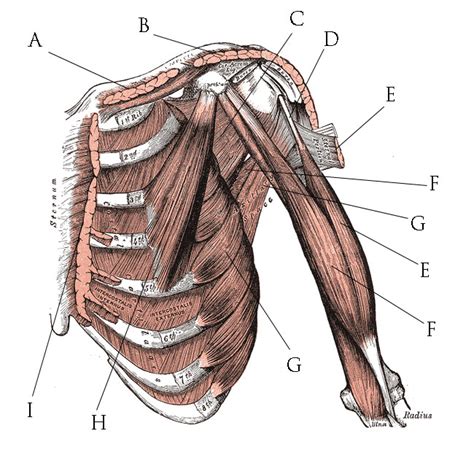 Muscles Of The Chest Shoulder And Upper Limb Laboratory Exercise 21