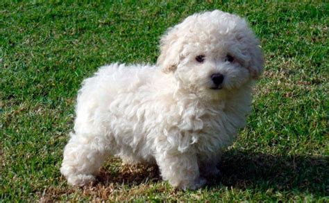 French Poodle Mini Toy Meses Sin Intereses