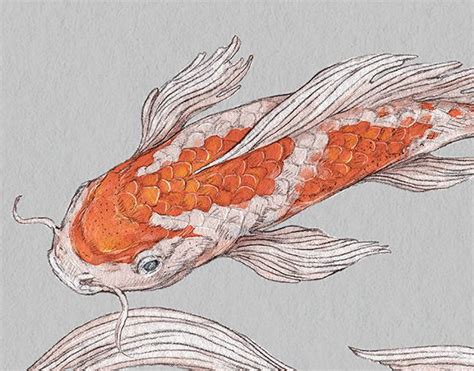 Koi Fish Illustrations On Behance Fish Illustrations Koi Fish
