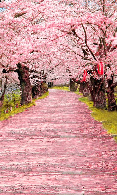 Japanese Cherry Blossom Tree Wallpapers Wallpaper Cave