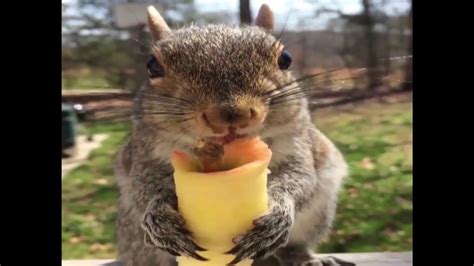 These apple recipes are so delicious, they will if you have always thought apples were boring, here are some ideas on how to give them a makeover easily core your apple, then slice it horizontally so that you have 1/4 inch circular pieces. Squirrel Eats an Apple - YouTube