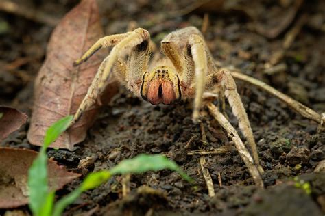 Brazilian Wandering Spider How To Identify And Avoid
