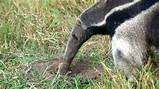 Photos of Do Anteaters Eat Fire Ants