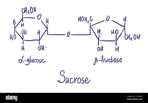 Sucrose Chemical Structure Vector Illustration Hand Drawn Stock Vector