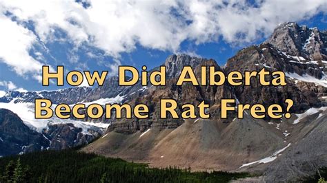 Alberta blue cross has a large number of their clients in the region that are currently living or travelling to work in ontario. How Did Alberta Become Rat Free? - YouTube