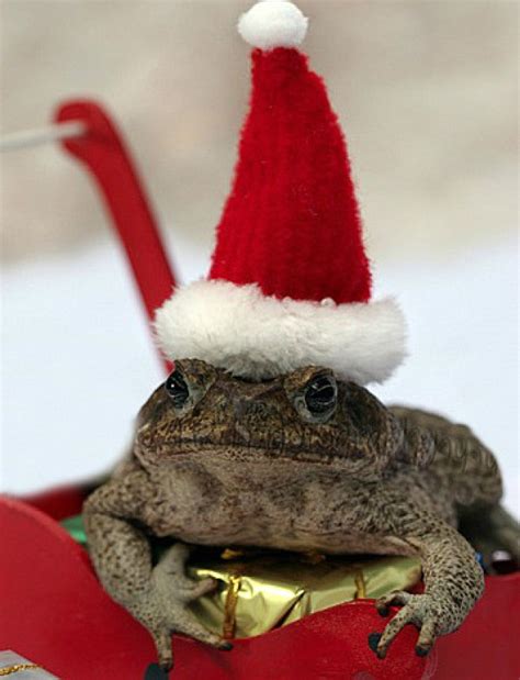 Ten Weird And Exotic Animals Wearing Santa Hats