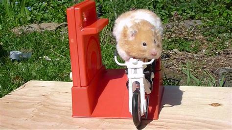 Hammy The Hamster Rides Again Youtube