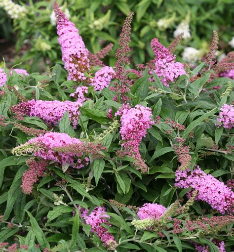 Pugster Pink Butterfly Bush Natorps Online Plant Store