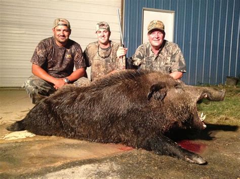 550lb Boar Tennessee Hunting