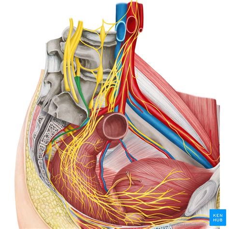 Pelvis Veins Lymphatics And Nerves Anatomy Drainage Kenhub