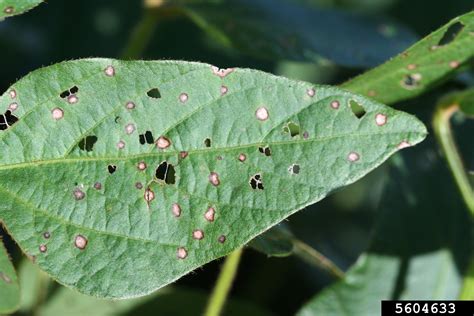 Frogeye Leaf Spot Cercospora Sojina On Soybean Glycine Max 5604633