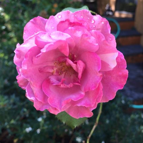 Rosa Lavender Ice Floribunda Rose Lavender Ice In Gardentags Plant