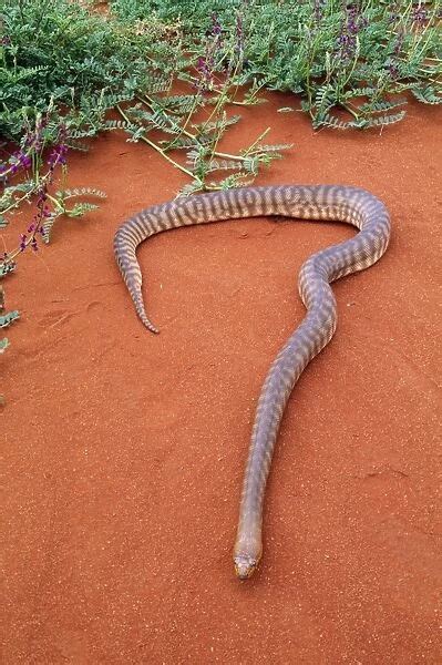 Woma Python Desert Regions Central Western Australia