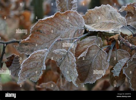Frost Outdoors Close Up Of Brown Dried Autumn Beech Tree Leaves Growing