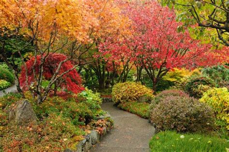 15 Of The Best Woody Shrubs For Fall Color Gardeners Path