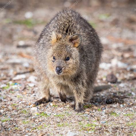 Much of the world's quokka population lives on an island near western australia. Quokka on Rottnest Island — Stock Photo © zambezi #161536422