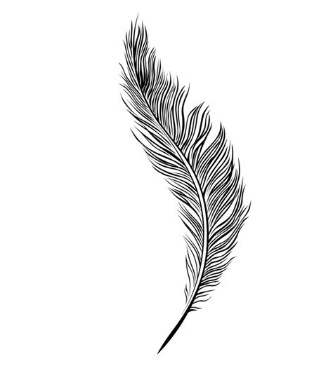 Simple Feather Drawing At Explore Collection Of