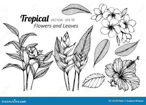 Collection Set Of Tropical Flower And Leaves Drawing Illustration