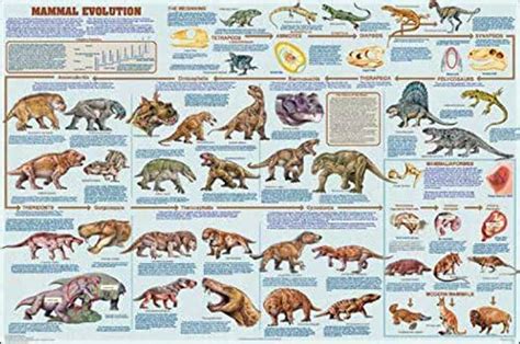 Mammal Evolution Laminated Educational Science Teacher Classroom Chart