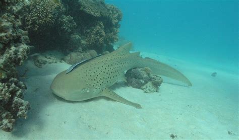 Queensland Leopard Shark Makes First Recorded Sexual Transition Australian Geographic