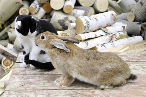 Can Cats And Rabbits Get Along Can They Live In Safety Together Home