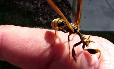 Fly That Looks Like Praying Mantis And Wasp Video